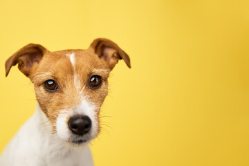 Curious interested dog looks into camera. Jack russell terrier closeup portrait on yellow background. Funny pet