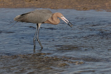 Reddish Egret J.N. 