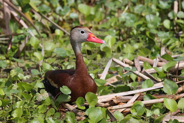 Black Bellied Whistling Duck  Orlando Wetlands Park Florida USA