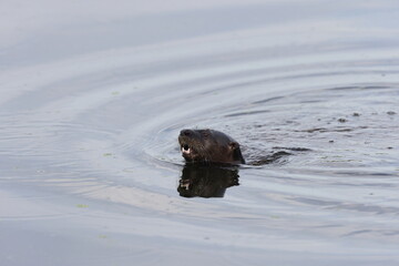 Fototapeta premium North American River Otter Florida USA