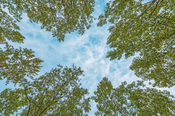Low angle view of aspen tree woodland treetops with blue summer sky in background.