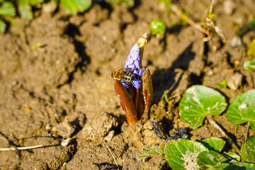 bee sitting on a spring flower. detail.