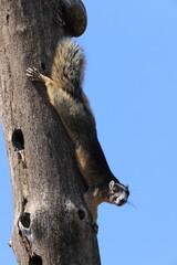 Sherman's fox squirrel  Six Mile Cypress Slough Preserve Florida