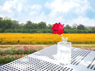  transparent glass of red rose on table