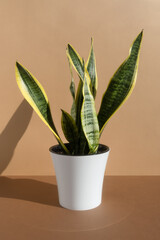 Sansevieria Trifa plant in a modern white flower pot on a brown table against a beige wall. Home gardening concept. Houseplants in a modern interior.