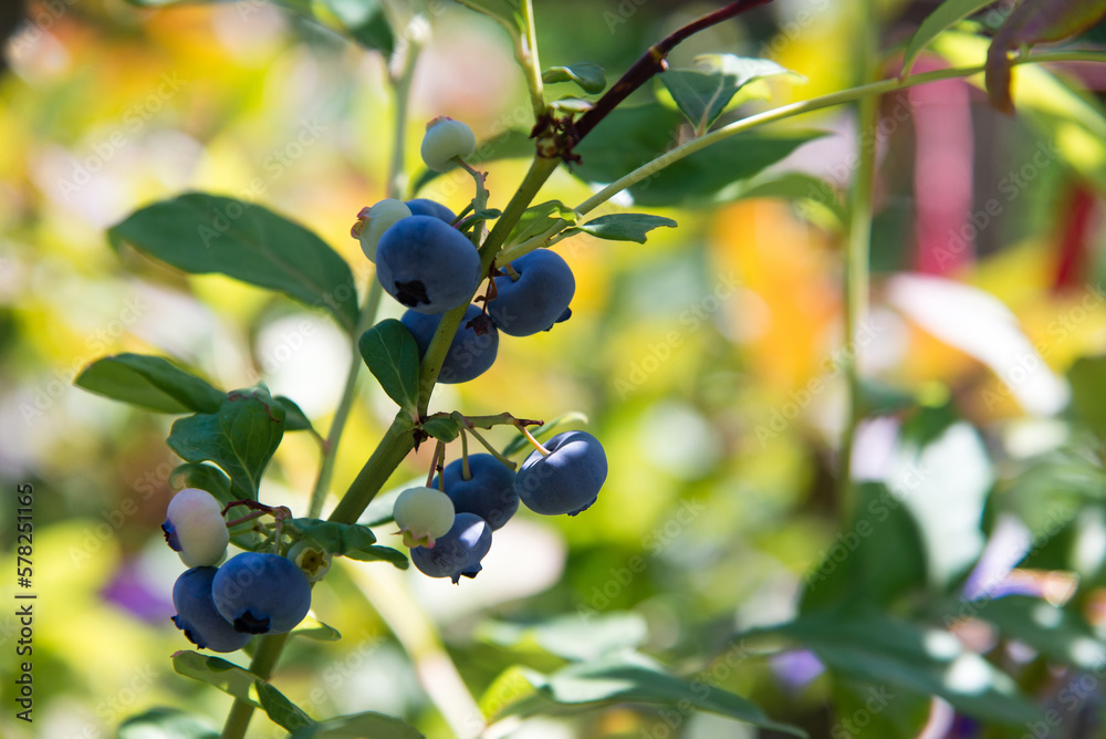 Poster Ripe blueberry bush growing in the garden, organic juicy berries, blueberry plant. Blue berry hanging on a branch, organic healthy food