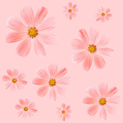 Floral pattern of pink flowers (cosmos) on a pale pink background. Flat lay, top view. Summer background. Flowers pattern