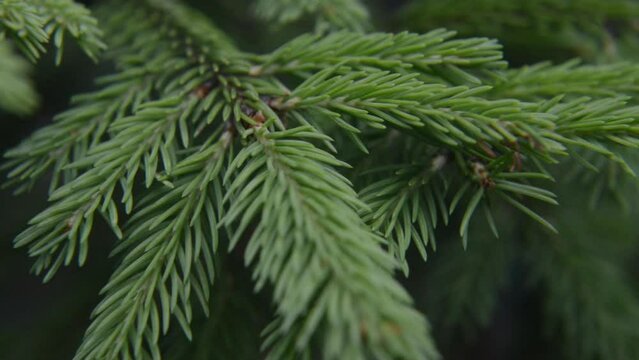 Green spruce branches in summer forest, close-up. slow motion