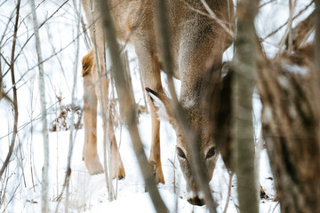 Straight on view of a white-tailed deer looking through the trees