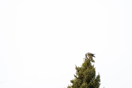 Side view of a Northern Hawk Owl eating a vole on top of a pine tree
