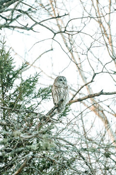 Side view of a Barred Owl (Strix varia) sitting in a birth tree