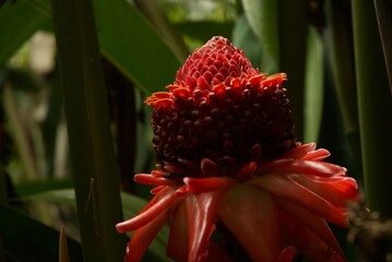 The fire torch ginger has an awesome blooming flower