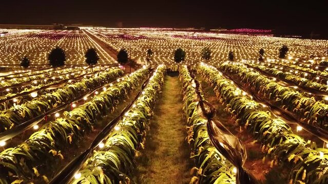 A close-up aerial of a dragon fruit growing farm in Long'an County Guangxi, China, with orchards and high-tech cultivation lamps illuminating the fruit at night. Sustainable and efficient farming.