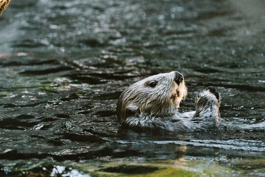 Side view of a Sea Otter swimming in an aquarium