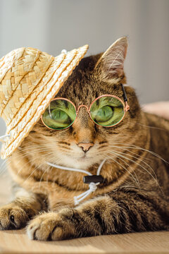 Cute cat with sunglasses and hat. Close up view. Vertical photo.