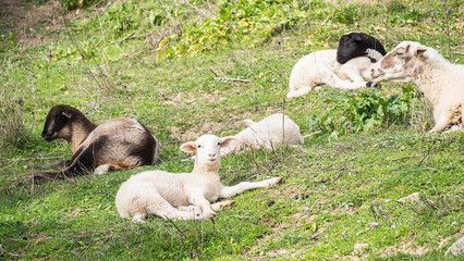 Payoya sheep resting in a meadow in the Sierra de Grazalema (Cádiz, Andalusia, Spain)