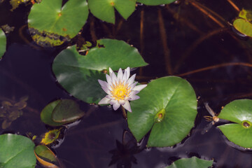 White water lily in the lake, nenuphar