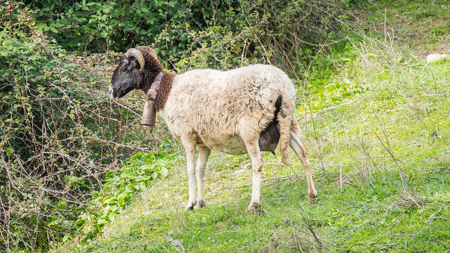 Payoya goat  in a meadow in the Sierra de Grazalema (C&aacute;diz, Andalusia, Spain)