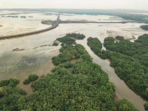 Aerial view of the mangrove forest