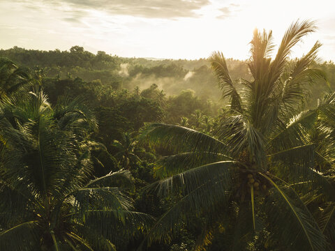 Aerial view of the coconut palm trees