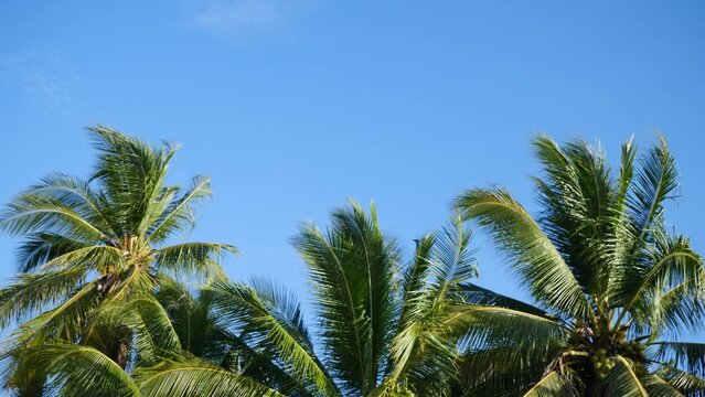 The wind blowing coconut trees and the sky Summer video background ideas
