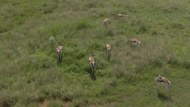 Drone footage of a Springbok antelope herd grazing on long grass in the wild