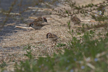 red winged blackbird