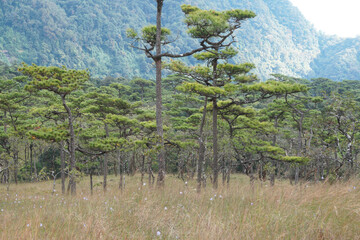 Landscape nature Pine Tree Field on Phu Soi Dao National Park Uttaradit Province Thailand - Beautiful nature adventure for Trekker trekking and camping 