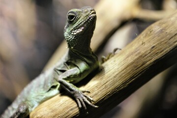 Zoo Tallinn Estonia Europe animals in winter time beautiful decoration countryside style travel tourist nature bird crow elephant goose camel lizard monkey parrot seal sheep alpaka sloth