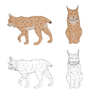 Lynx Illustrations. Sketch and Cartoon Set.