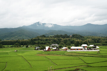 Landscape Green nature of Green Rice Filed Meadow with Traditional Thai House in the Rice filed seen from Phuket Temple at Pau Nan Thailand in Rainy day Season 