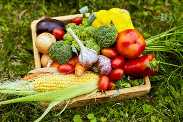 Wooden box with different fresh farm vegetables outdoor on the grass, Autumn harvest and healthy organic bio food concept, Garden produce and harvested vegetable