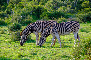 South Africa, Eastern Cape, Two plains zebra (Equus quagga) grazing on grass