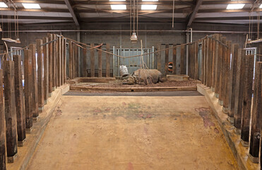 Sleeping greater one-horned rhino in captivity