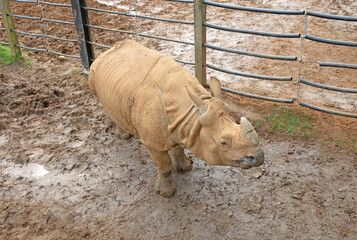 Greater one-horned rhino in captivity