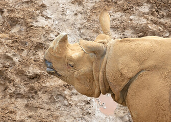 Greater one-horned rhino in captivity