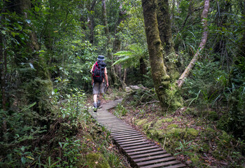 Obraz premium Hiking in the lush green forest of Pouakai Crossing, Egmont National Park. Taranaki.