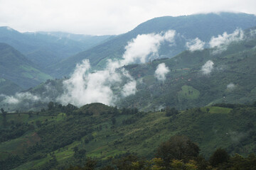 Fototapeta premium Green Nature isolated with White Misty Fog cover the top of mountain tree at Doi Sakad Pua Nan Thailand in Rainy Season - abstract background 