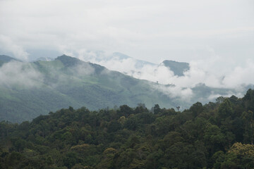 Green Nature isolated with White Misty Fog cover the top of mountain tree at Doi Sakad Pua  Nan Thailand in Rainy Season - abstract background 