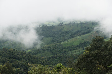 Green Nature isolated with White Misty Fog cover the top of mountain tree at Doi Sakad Pua  Nan...