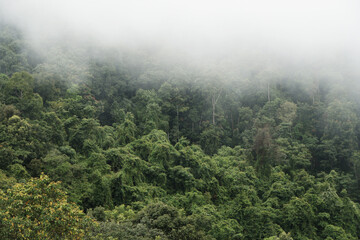 Fototapeta na wymiar Green Nature isolated with White Misty Fog cover the top of mountain tree at Doi Sakad Pua Nan Thailand in Rainy Season - abstract background 