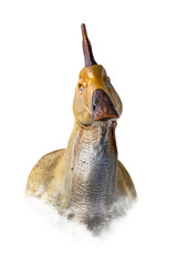 The head of  Olorotitan , dinosaur on  isolated background  .