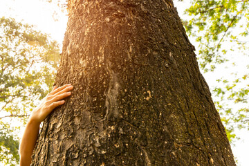 Hand touching trunk of tree. Mother Earth day. World environment day, Eco friendly, Sustainability...