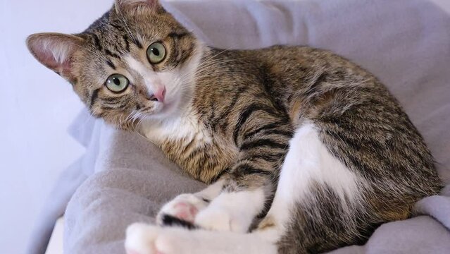 Cute Tabby Cat Has White Paws and a Pink Nose