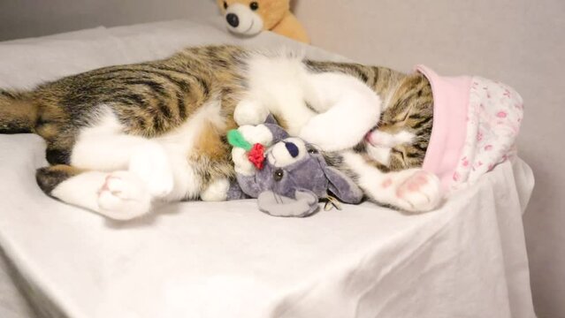 Cute Tabby Cat Has White Paws and a Pink Nose Has a Plush Toy