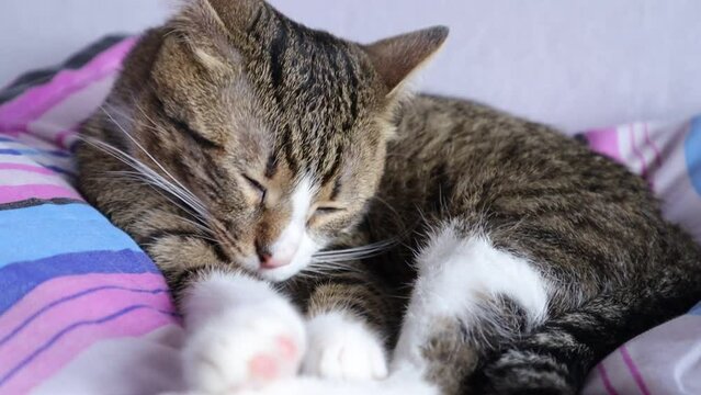 Cute Tabby Cat Has White Paws and a Pink Nose