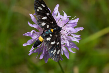 Close up of a nine spotted moth Amata phegea with spread wings