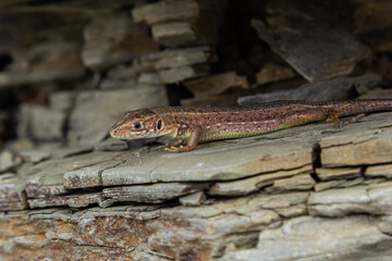 Lacerta agilis, sand lizard, on a sunny summer day