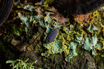 woodlouse, Porcellio scaber, on a branch with lichens, background dark with space for text