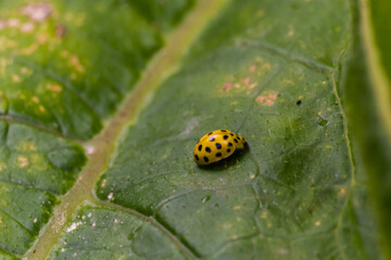 A macro image of a yellow 22 Spot Ladybird - Psyllobora vigintiduopunctata which are tiny lady beetles
